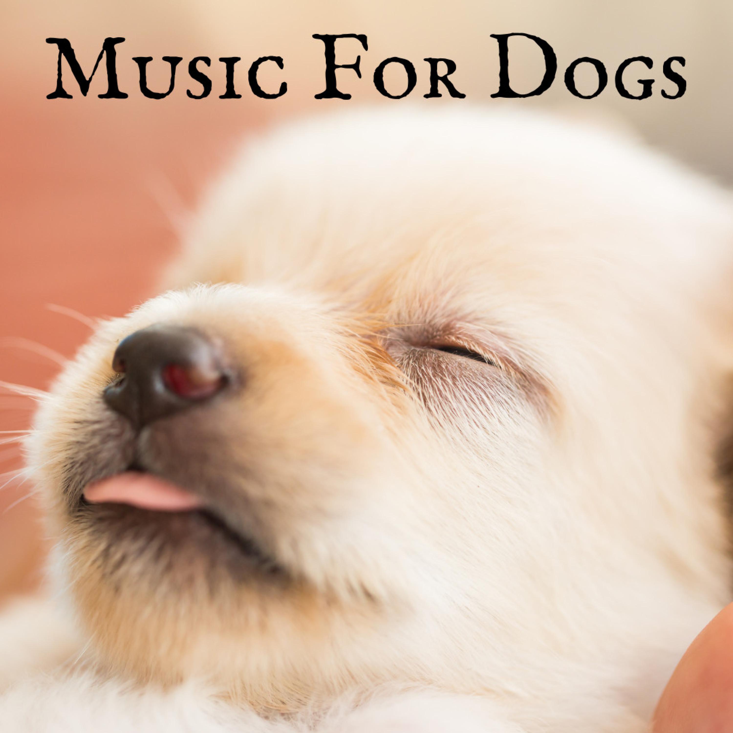 Its a Dog's World - Music For Dogs/Music For Dogs Peace/Relaxing Puppy ...