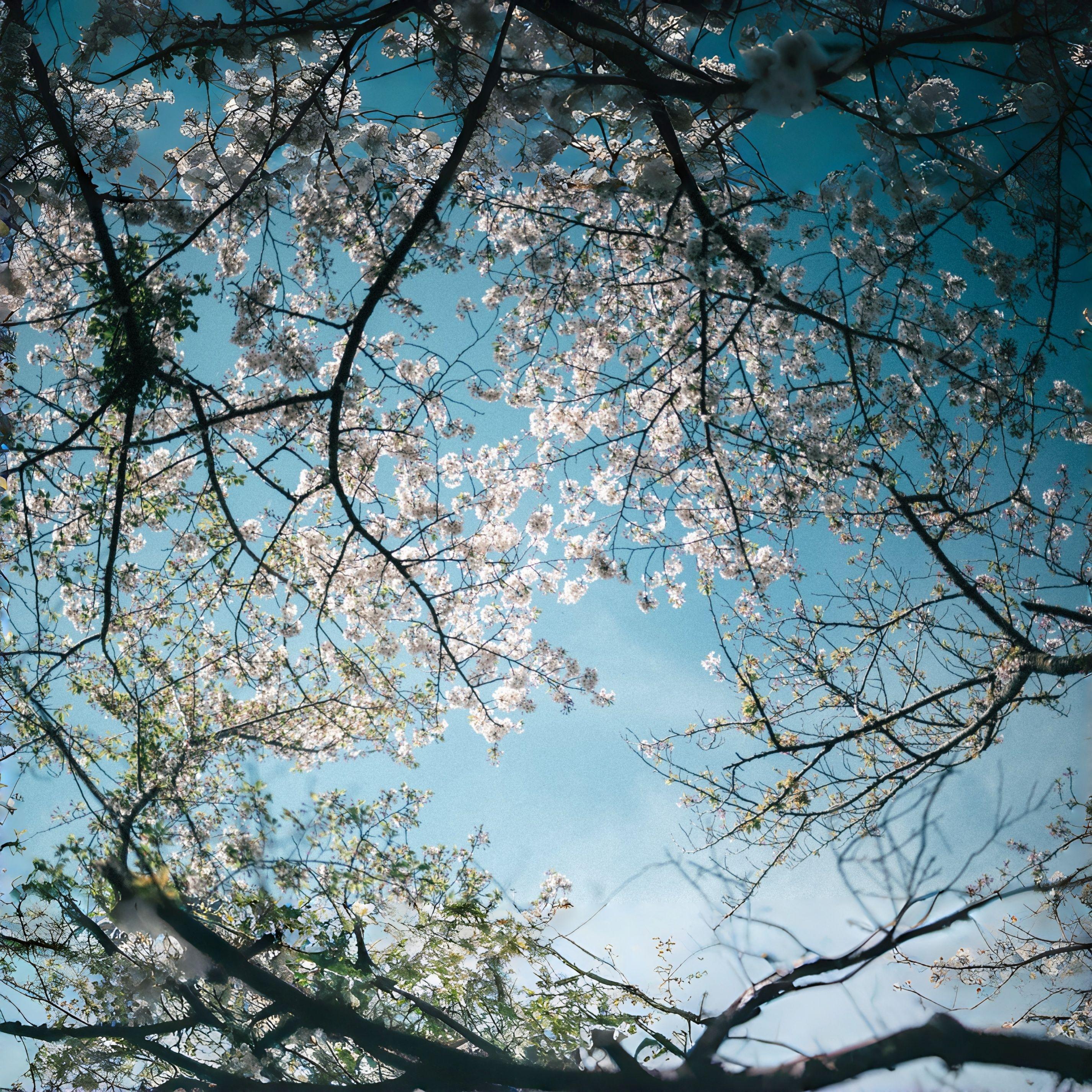 春尽花影 ～ Petal Shadows