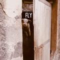 FLY