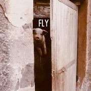 FLY