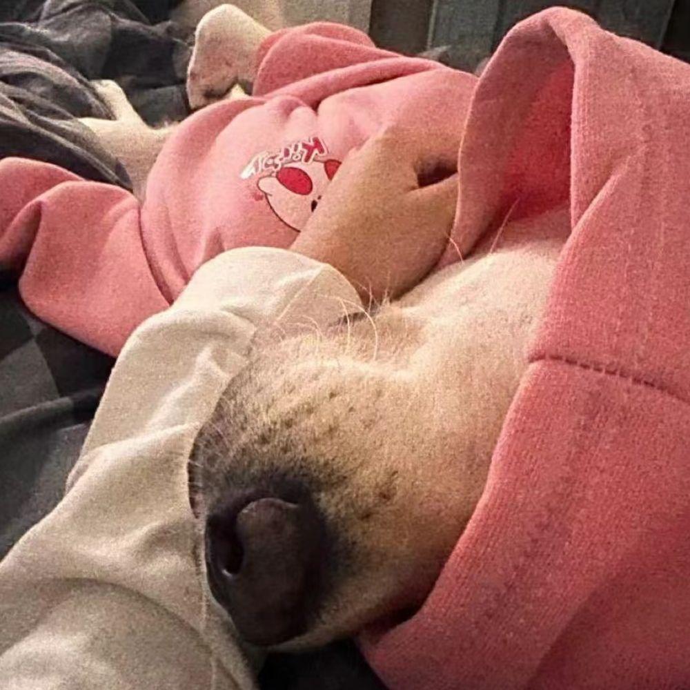 呓语（Cover毛不易）