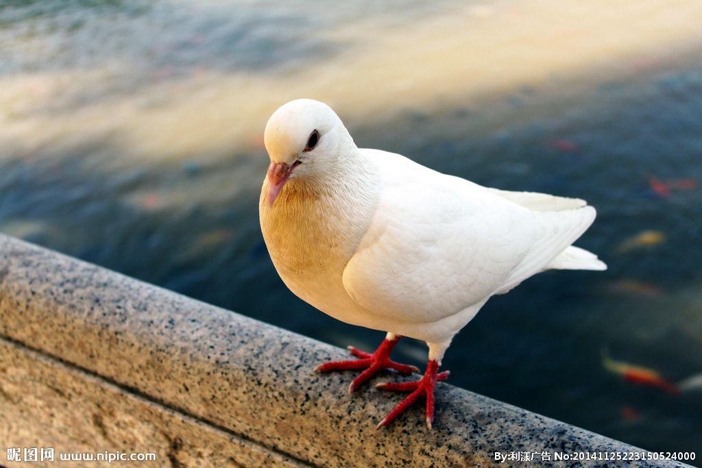 鸽子专辑