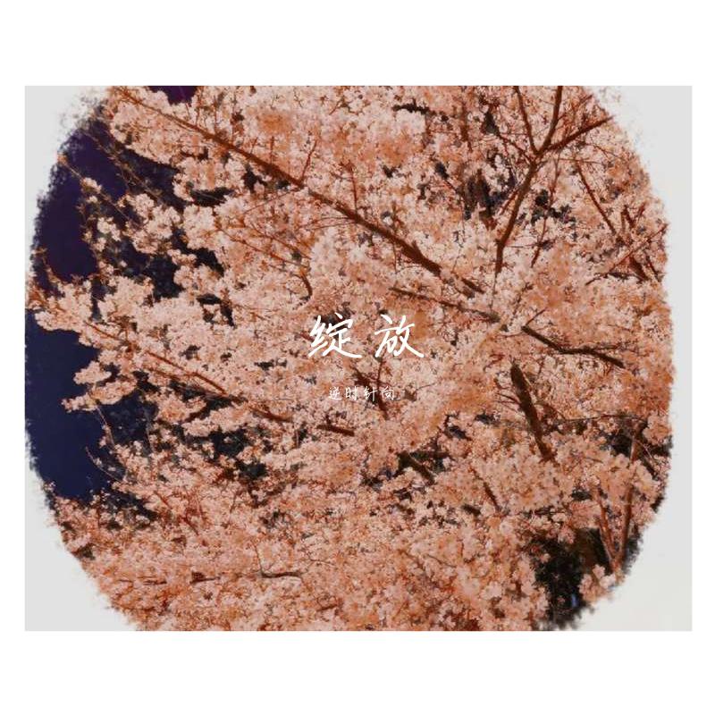 绽放