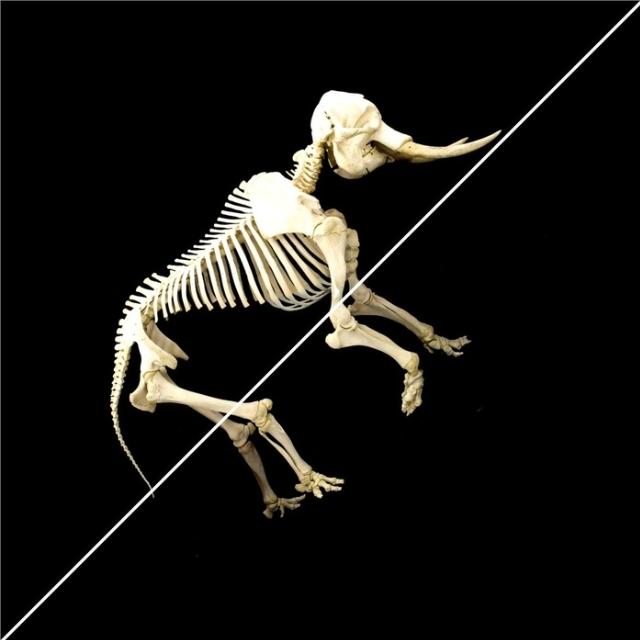 New Animal