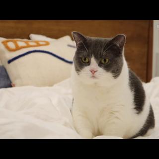 子时当归 | VLOG BGM「持更」^ ^