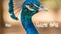 Children Songs from Chilean Andes专辑