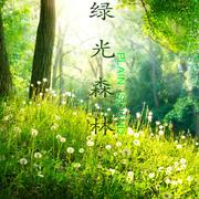 绿光森林