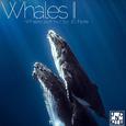 Whales II 鲸