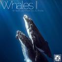 Whales II 鲸专辑