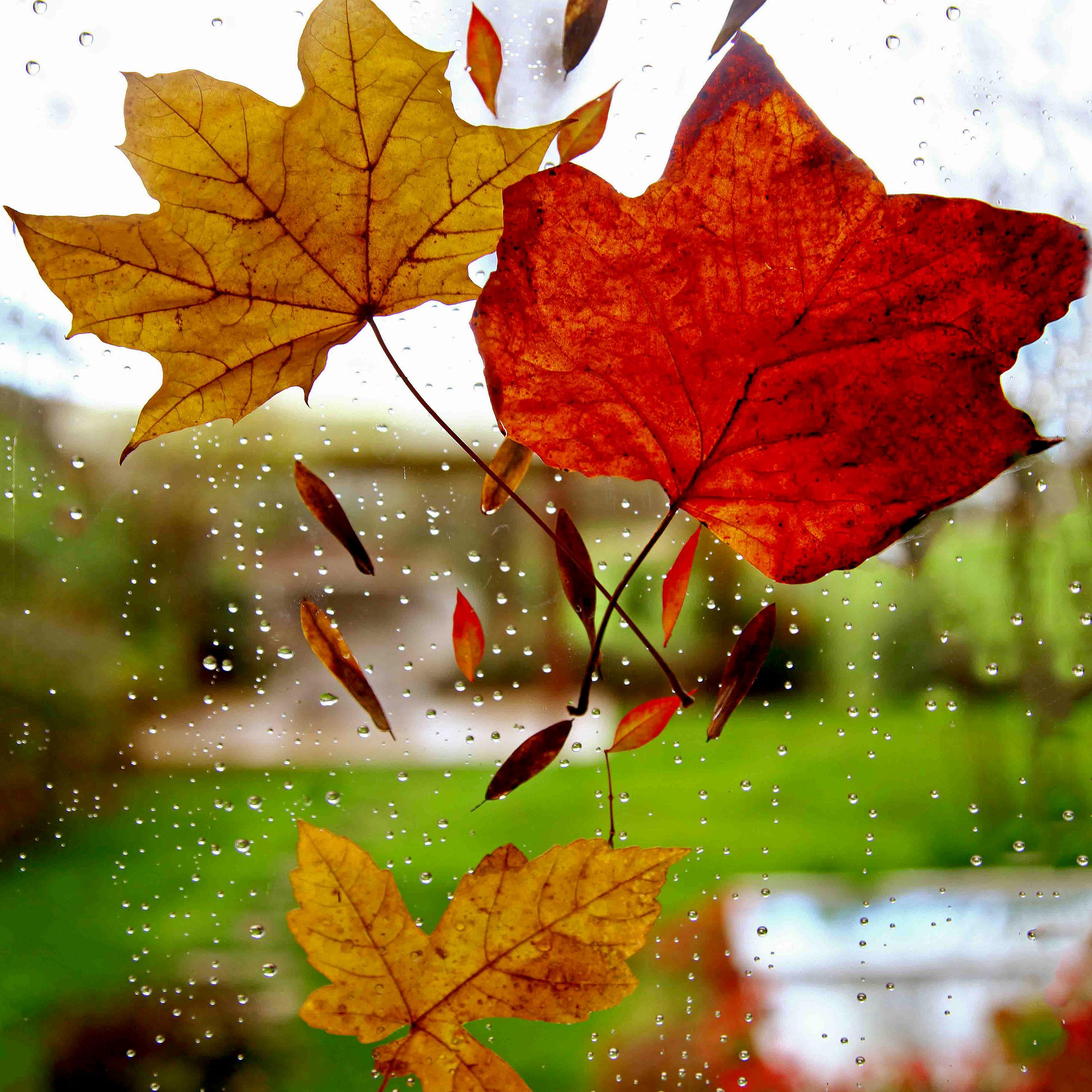 Spring Wet Spring | Urban Downpour Sounds