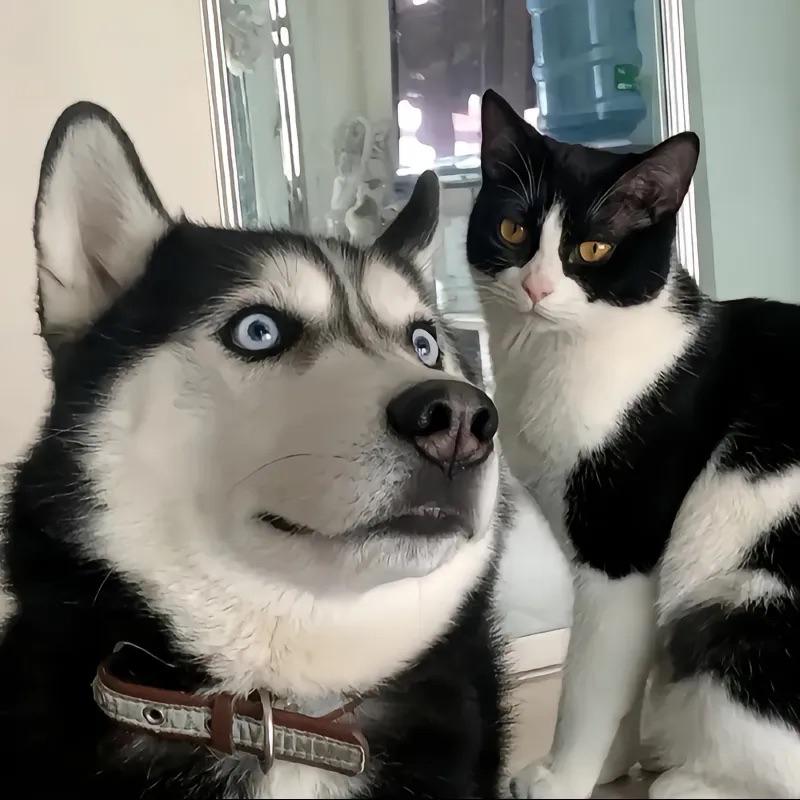 做我的猫