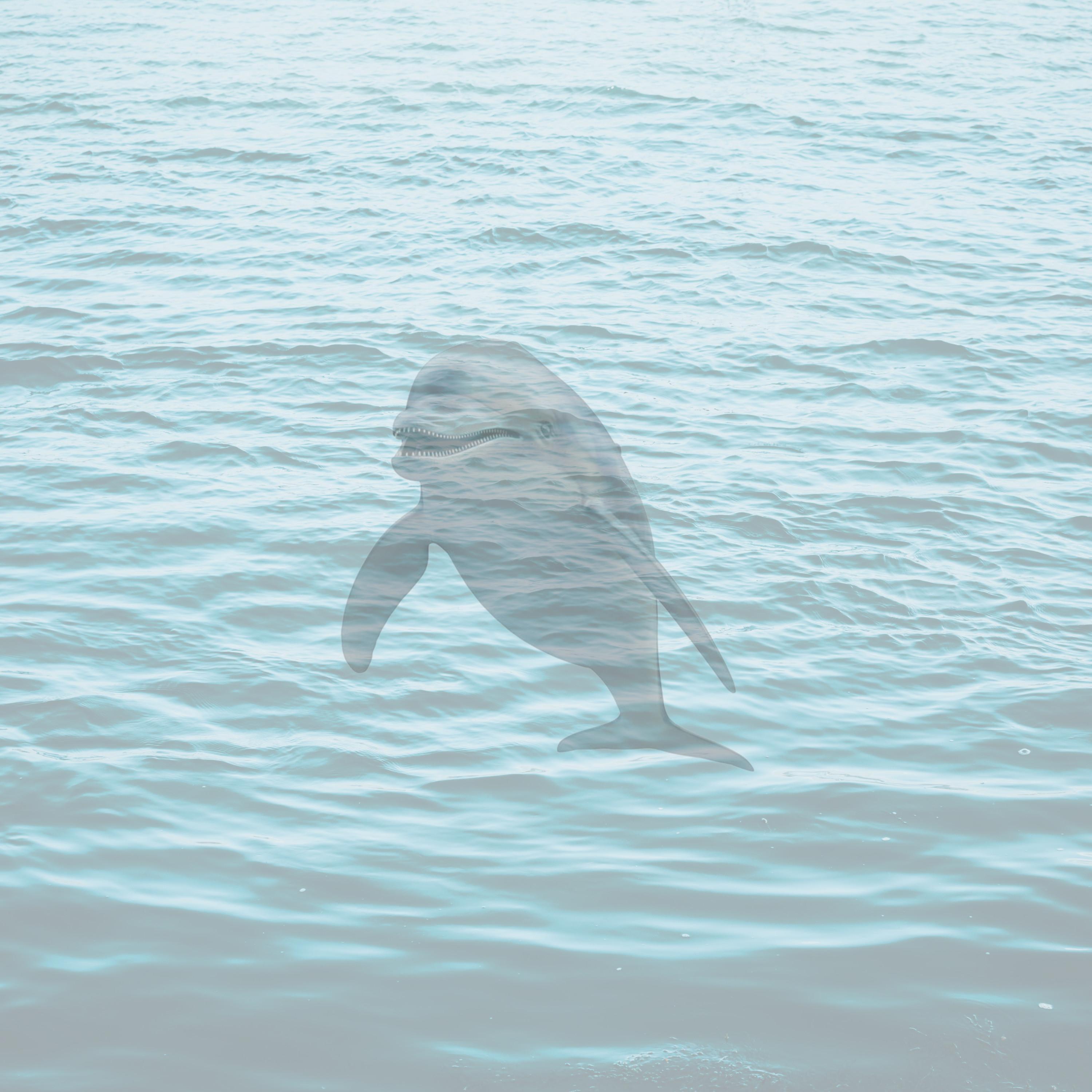 Dolphin Splash It When I Whip It
