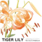 Tiger Lily专辑