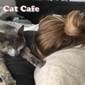 Cat Cafe