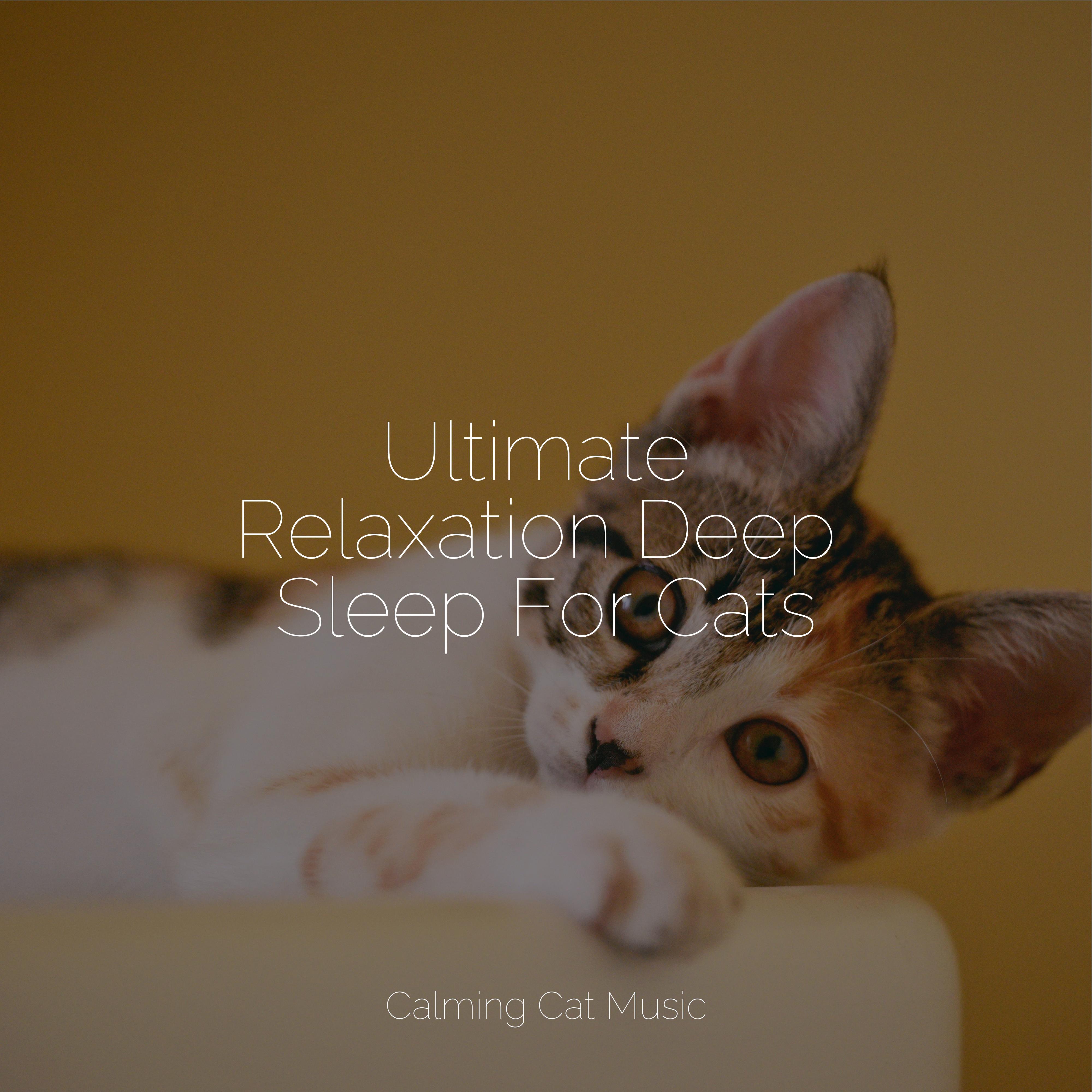 Jazz Music for Cats - Reiki Healing