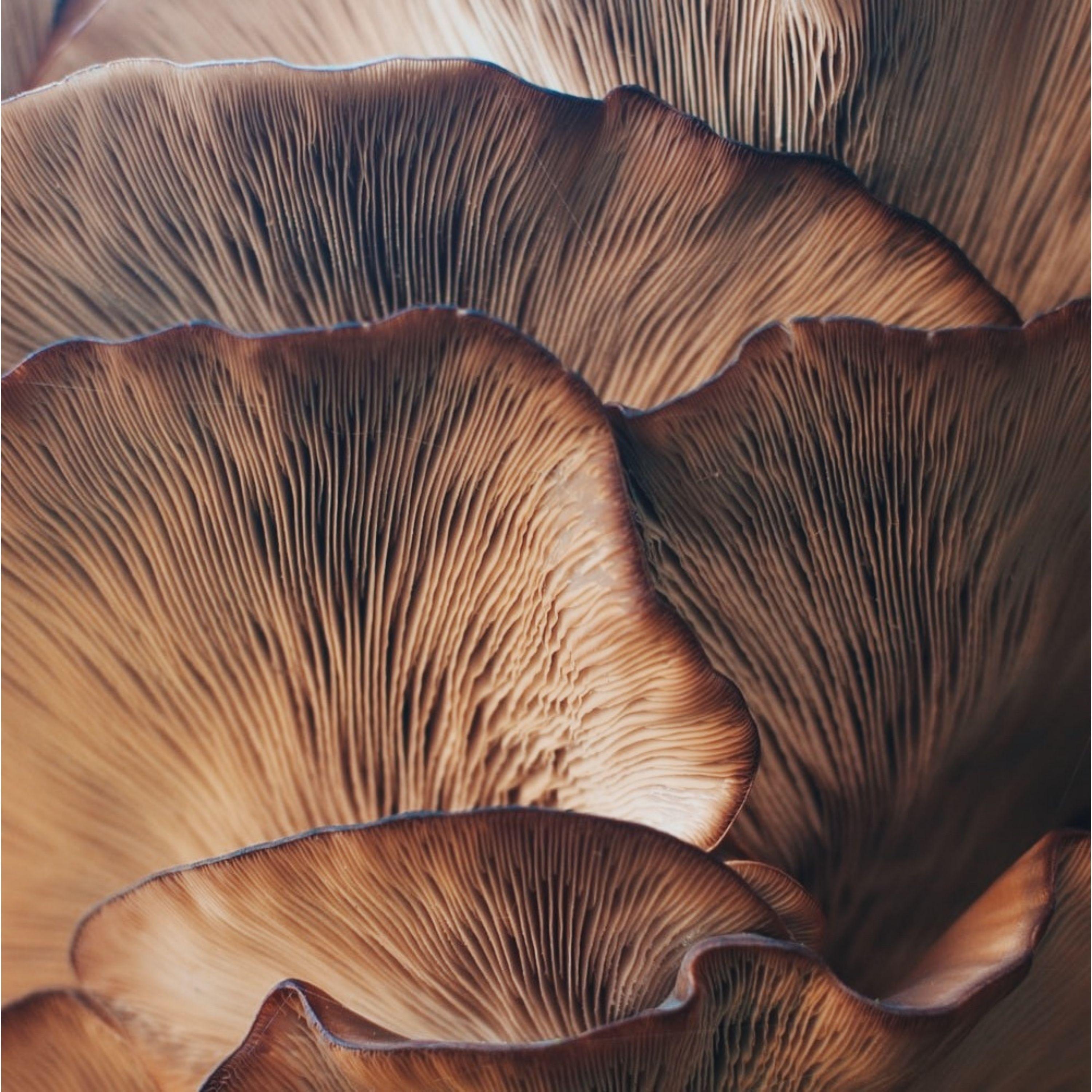 Mushroom Vacation