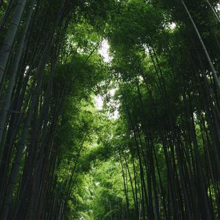 『纯音/轻音』光风霁月