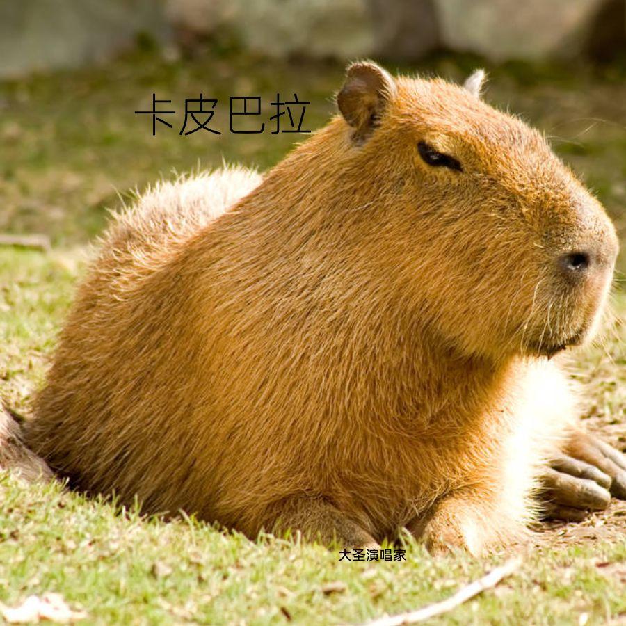 卡皮巴拉（水豚之歌capybara）