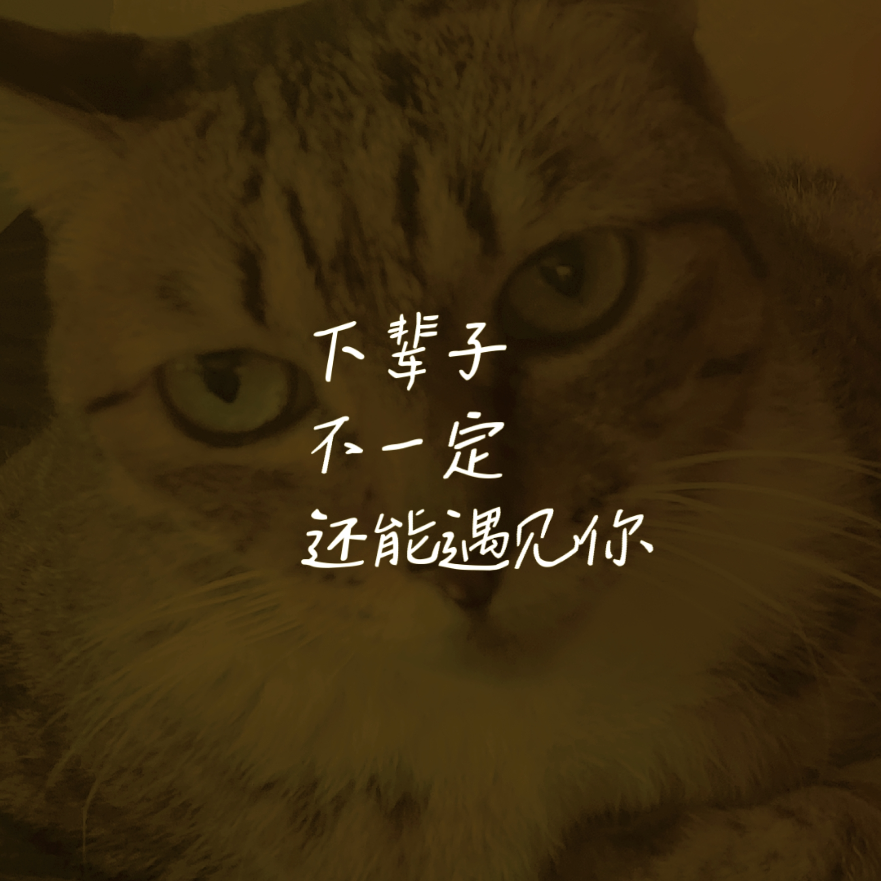 下辈子不一定还能见到你