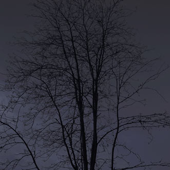 Variations Of Trees
