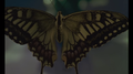 Proud Butterfly专辑