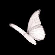Onemorelight