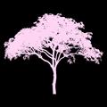 Pink Tree