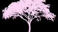 Pink Tree专辑