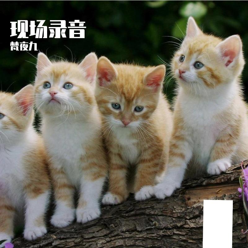 现场录音