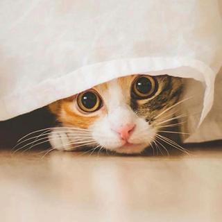 爱我的你快出现吧，别再和我躲猫猫