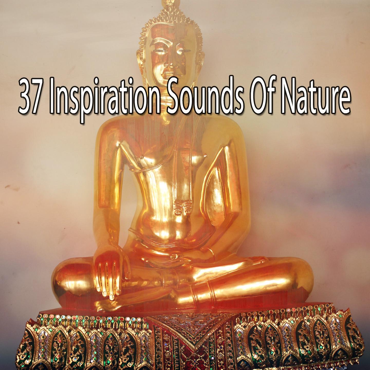 37 Inspiration Sounds Of Nature专辑