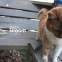 Bloom专辑