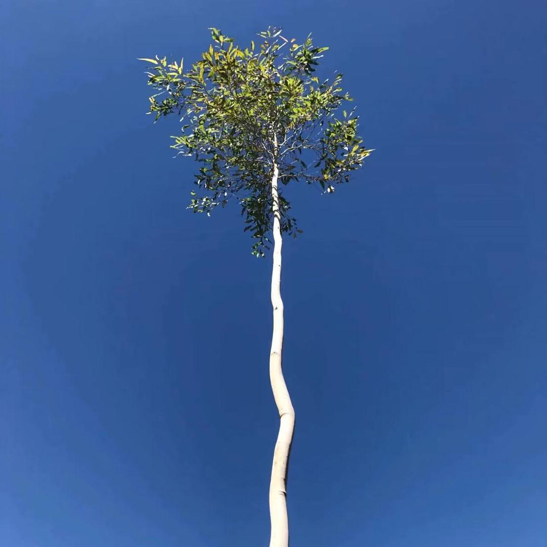 Mark Mark(马克马克马C波)