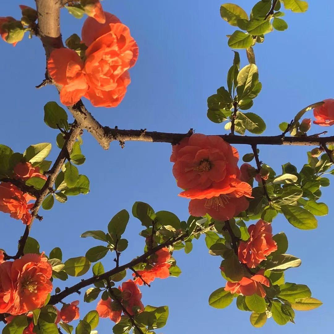 熙春 (Sample this)