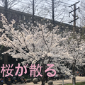 桜が散る