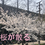 桜が散る专辑