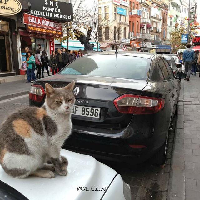 DJ Mr Caked VS Calvin Harris -DJ Mr StevenDJ Mr C This Is What You Came For[Trap Remix]