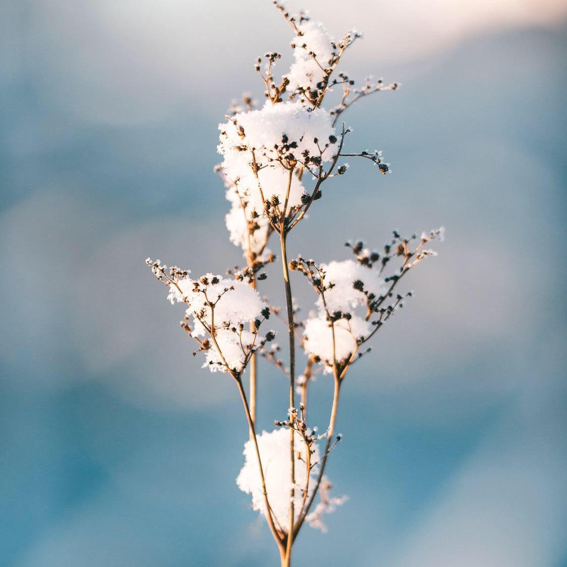 Snow Scene