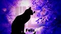 Felis专辑