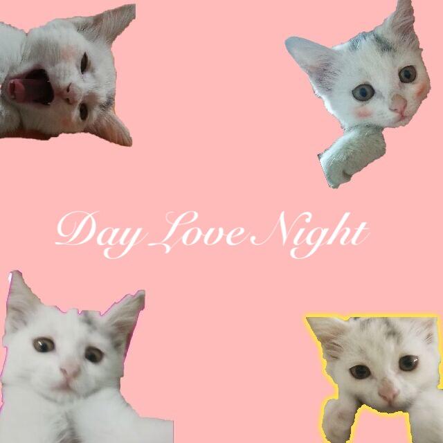 DAY LOVE NIGHT专辑