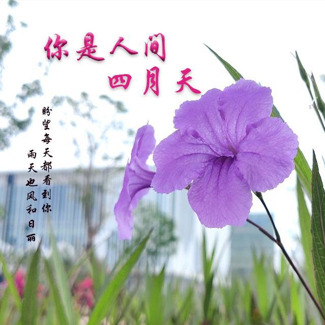 你是人间四月天