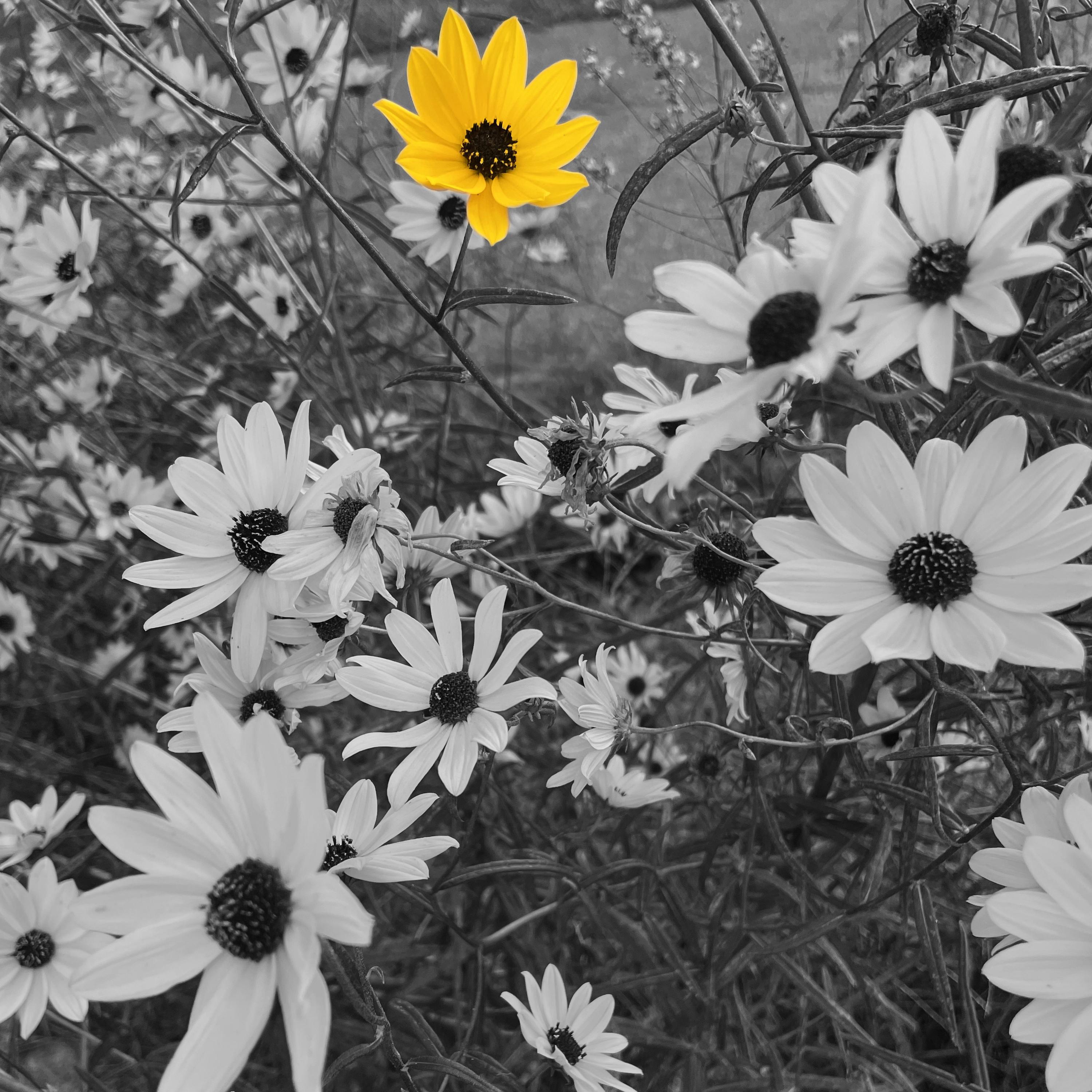 Look Through the Window