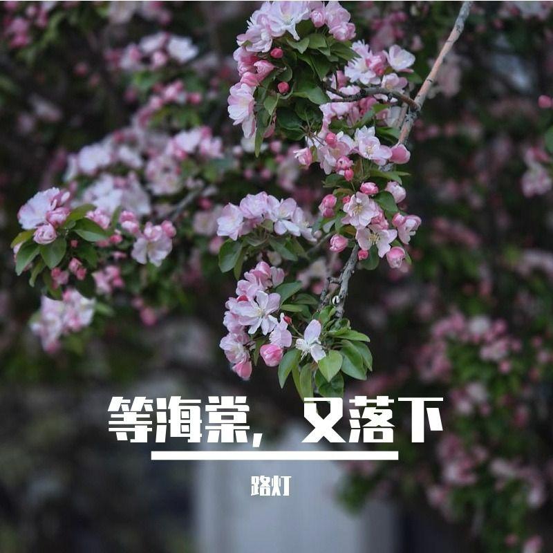 洛天依 - 等海棠，又落下 (洛天依 ver.)