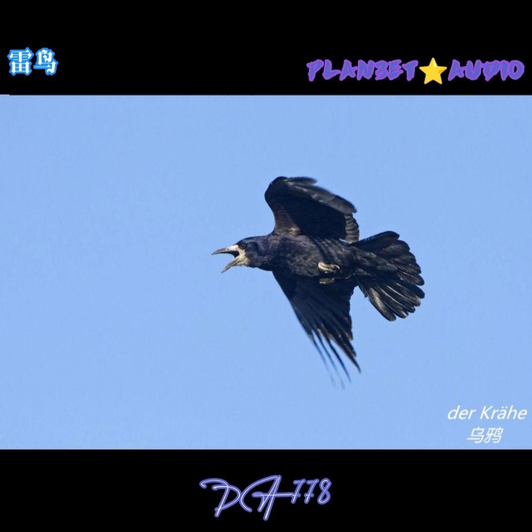 【匿名投稿】雷鸟