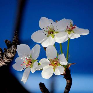 清明时节 | 梨花风起祭英魂