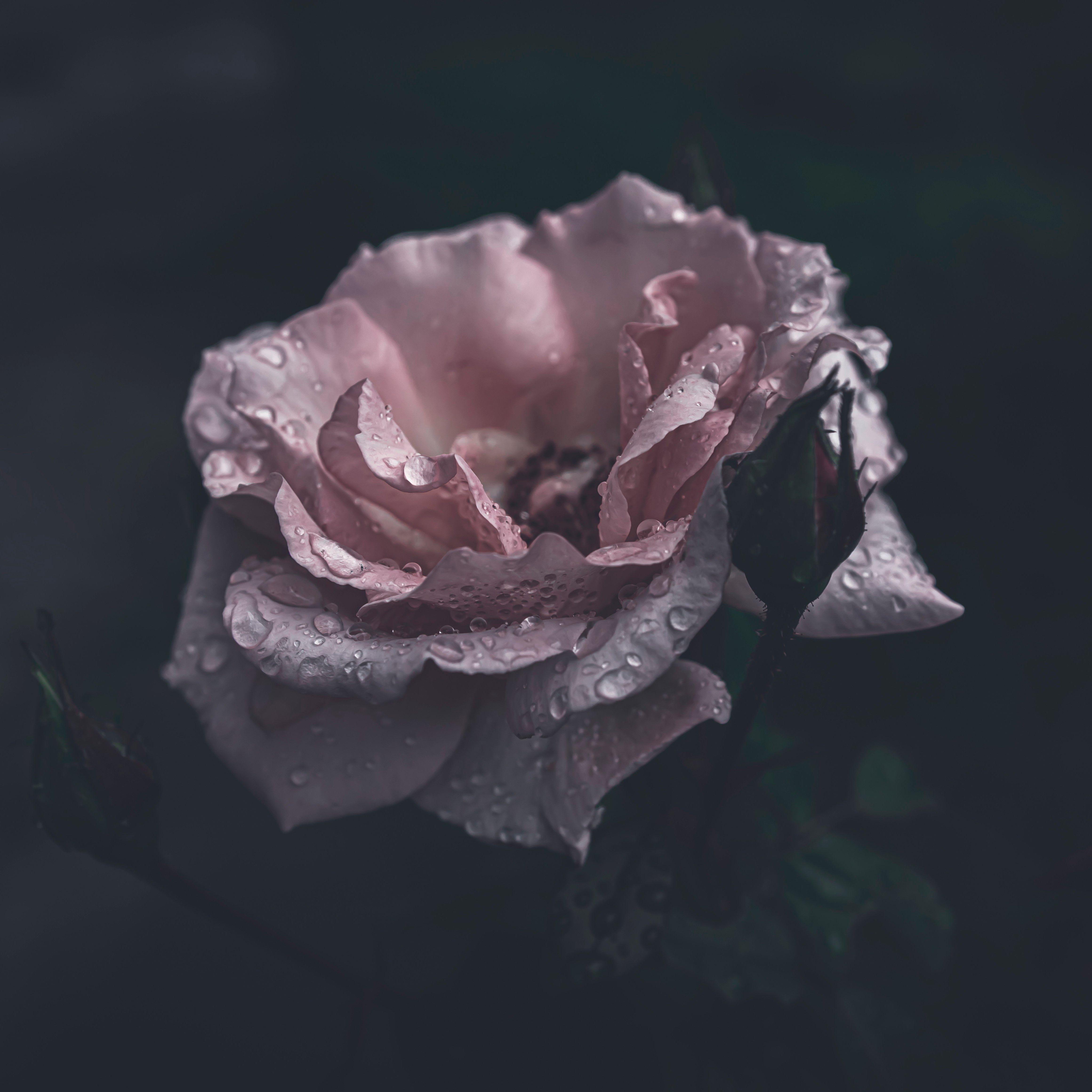 小夜时雨