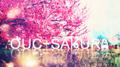 OUC-Sakura专辑