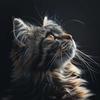 Cat Music Waves - Soothing Evening Echoes for Cats