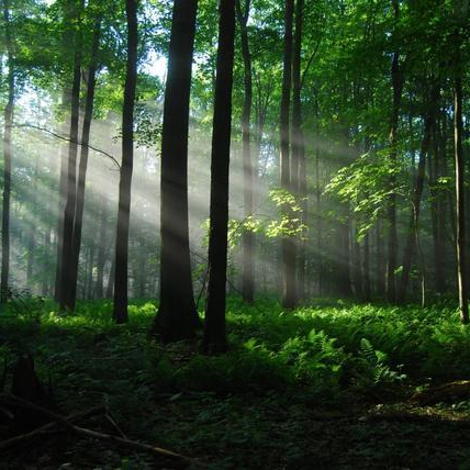 你的出现像一束光