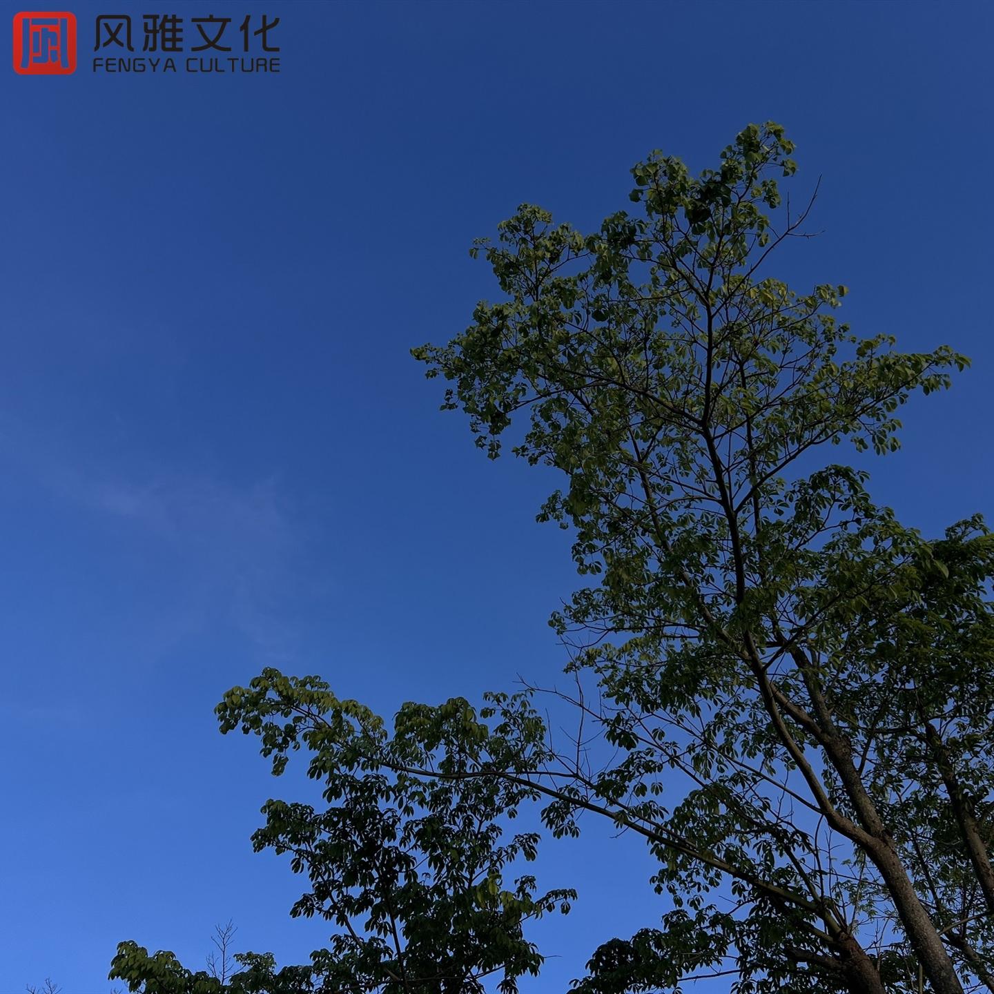 缓解压力音乐/钢琴曲纯音乐/催眠曲纯音乐很快入睡（钢琴 古筝 小提琴）